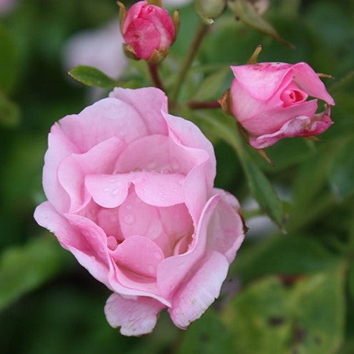 Rosa gc. FLOWER CARPET® Appleblossom PP10239 (light pink)