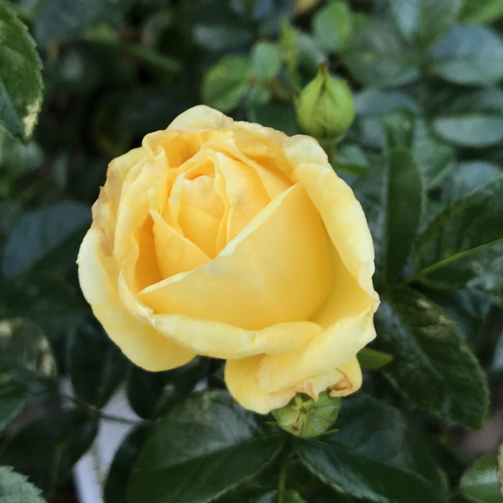 Rosa gc. FLOWER CARPET® Yellow PP13869 (yellow)