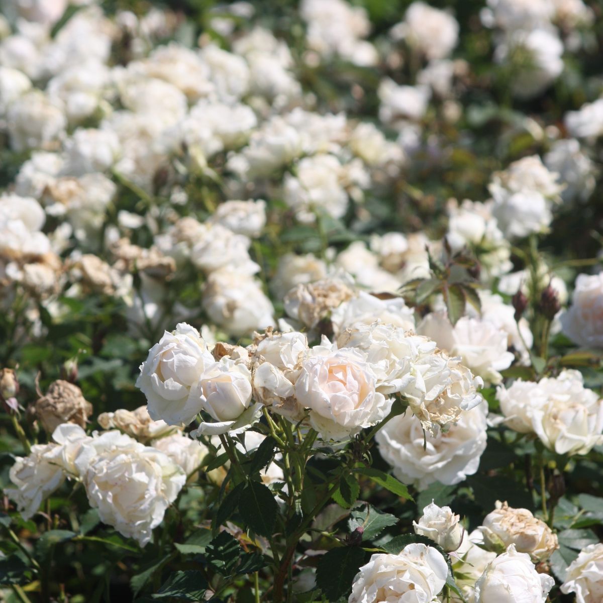 Rosa sb. 'Icecap' ™ (white)
