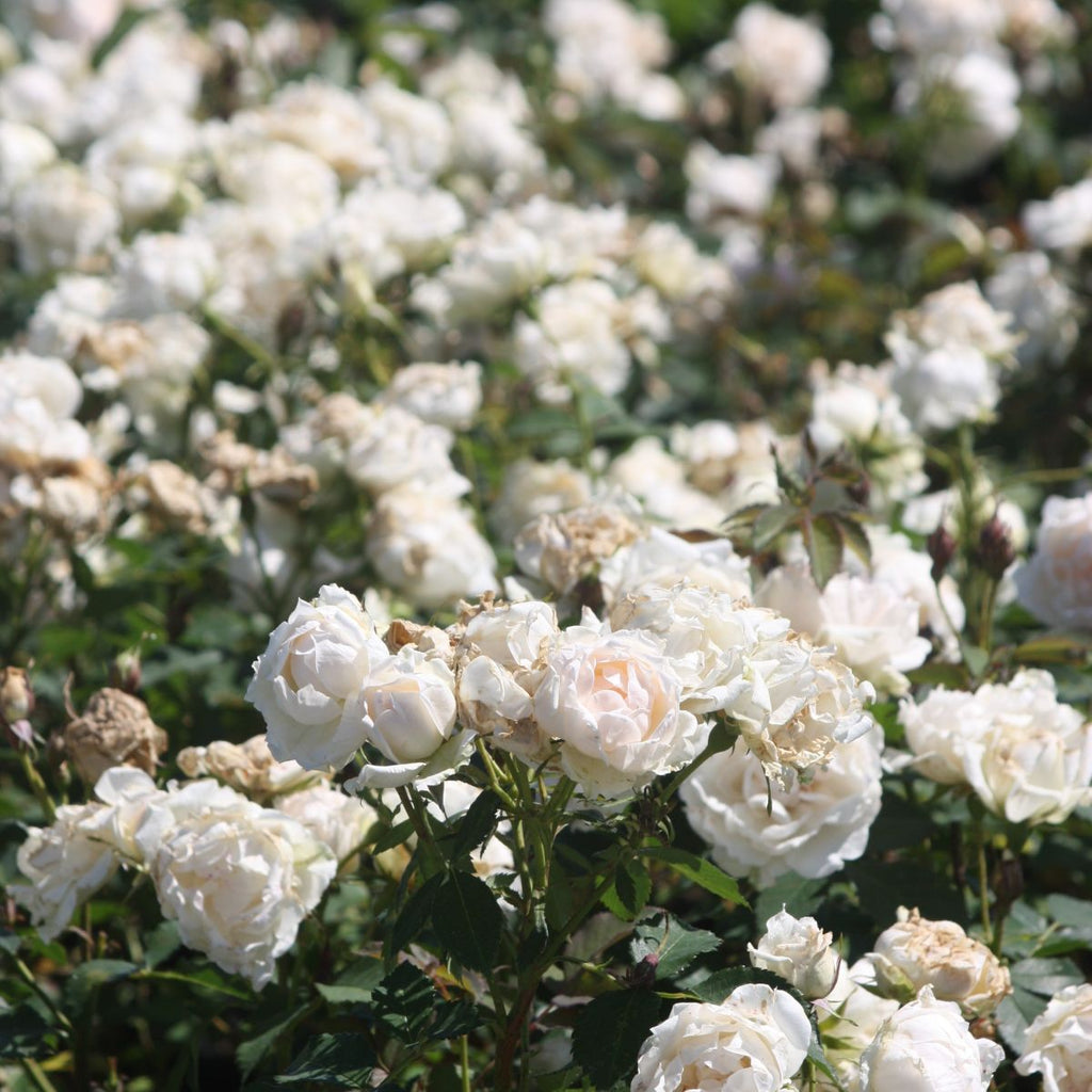 Rosa sb. 'Icecap' ™ (white)