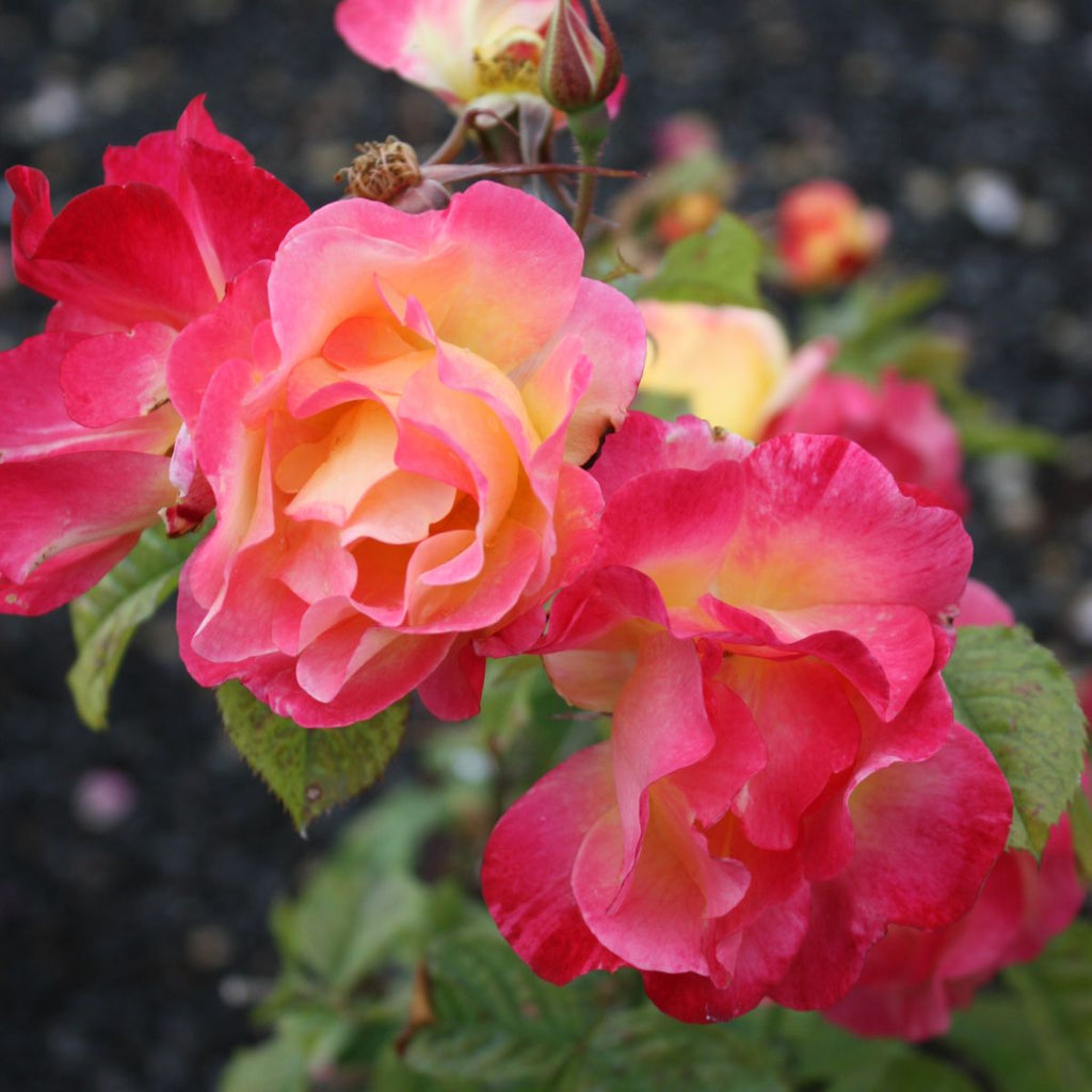 Rosa climb. 'Jacob's Robe' ™ PP20742 (yellow/pink)