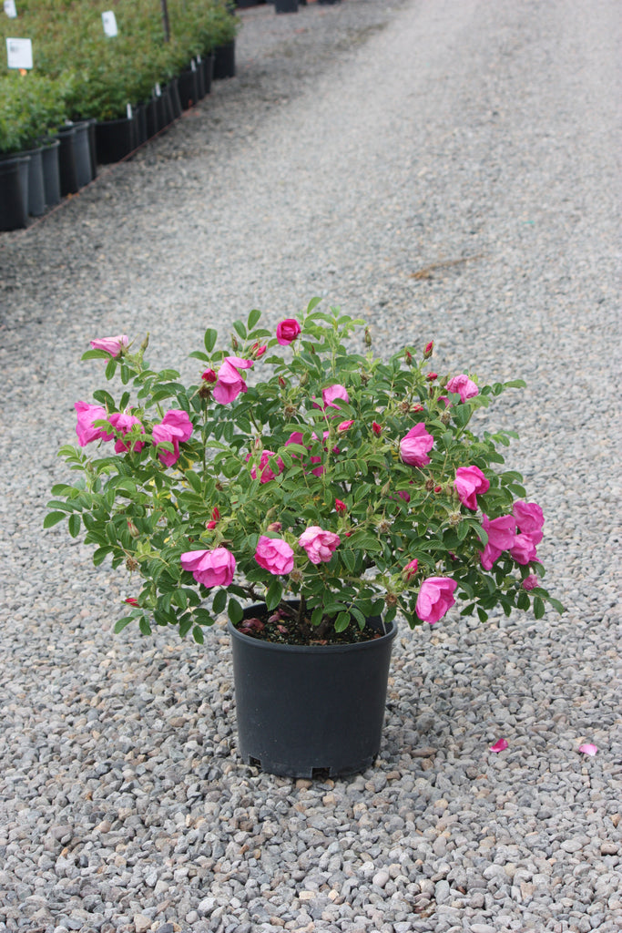 Rosa rugosa Raspberry Rugostar® PP15937 (pink) – Loen Nursery, Inc.