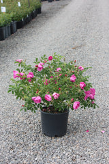 Rosa rugosa Raspberry Rugostar® PP15937 (pink) – Loen Nursery, Inc.
