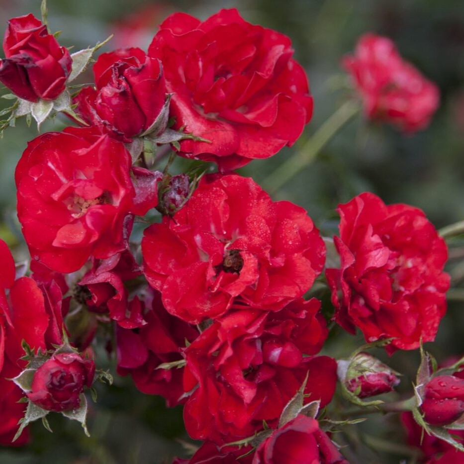 Rosa gc. MEIDILAND RUBY® PP13500 (red)