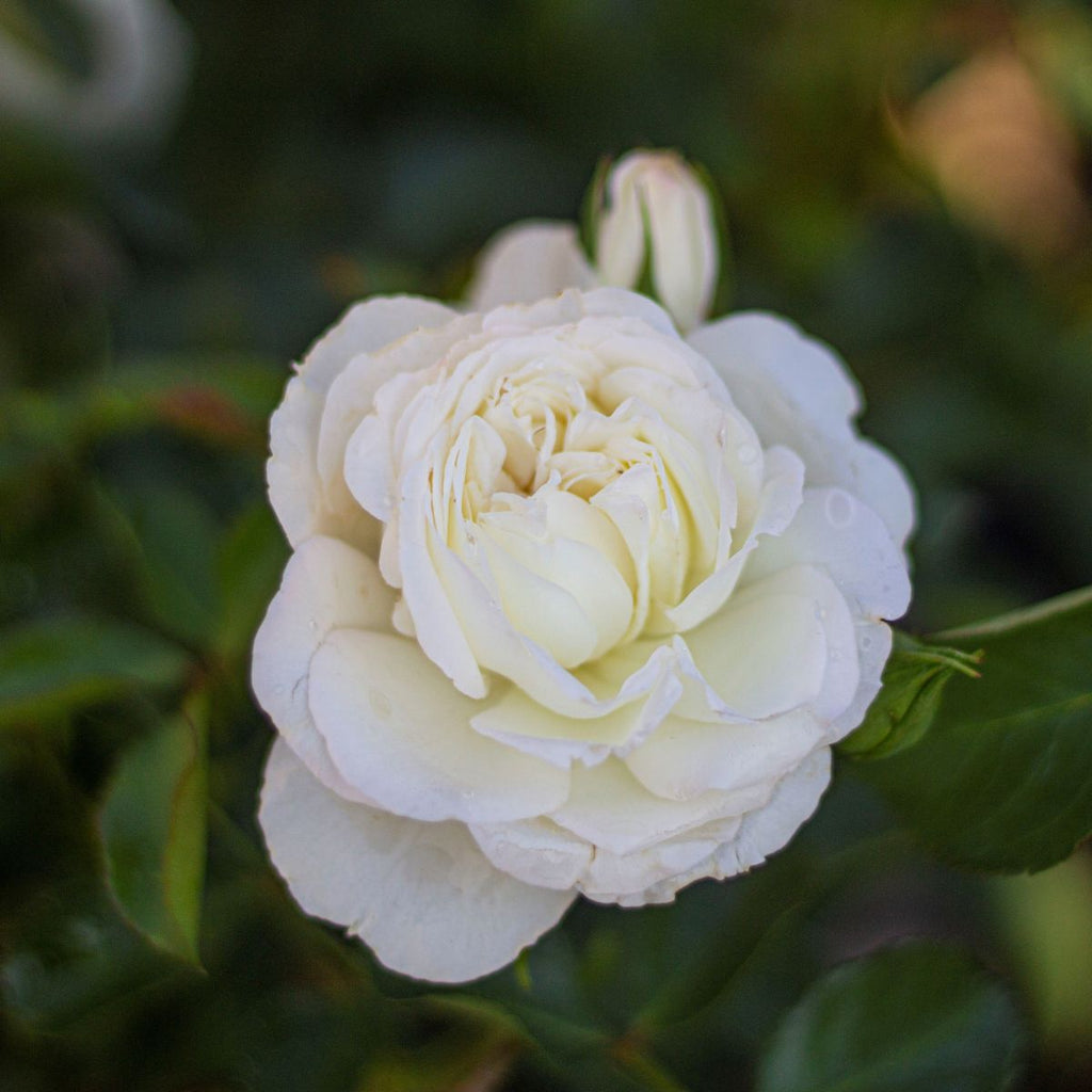 Rosa gc. WHITE MEIDILAND® (white)