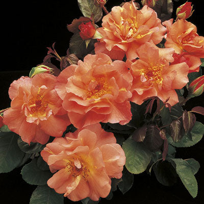 Rosa climb. 'Westerland' (apricot)