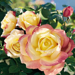 Rosa ht. 'Bella'roma' PPAF (yellow/pink)