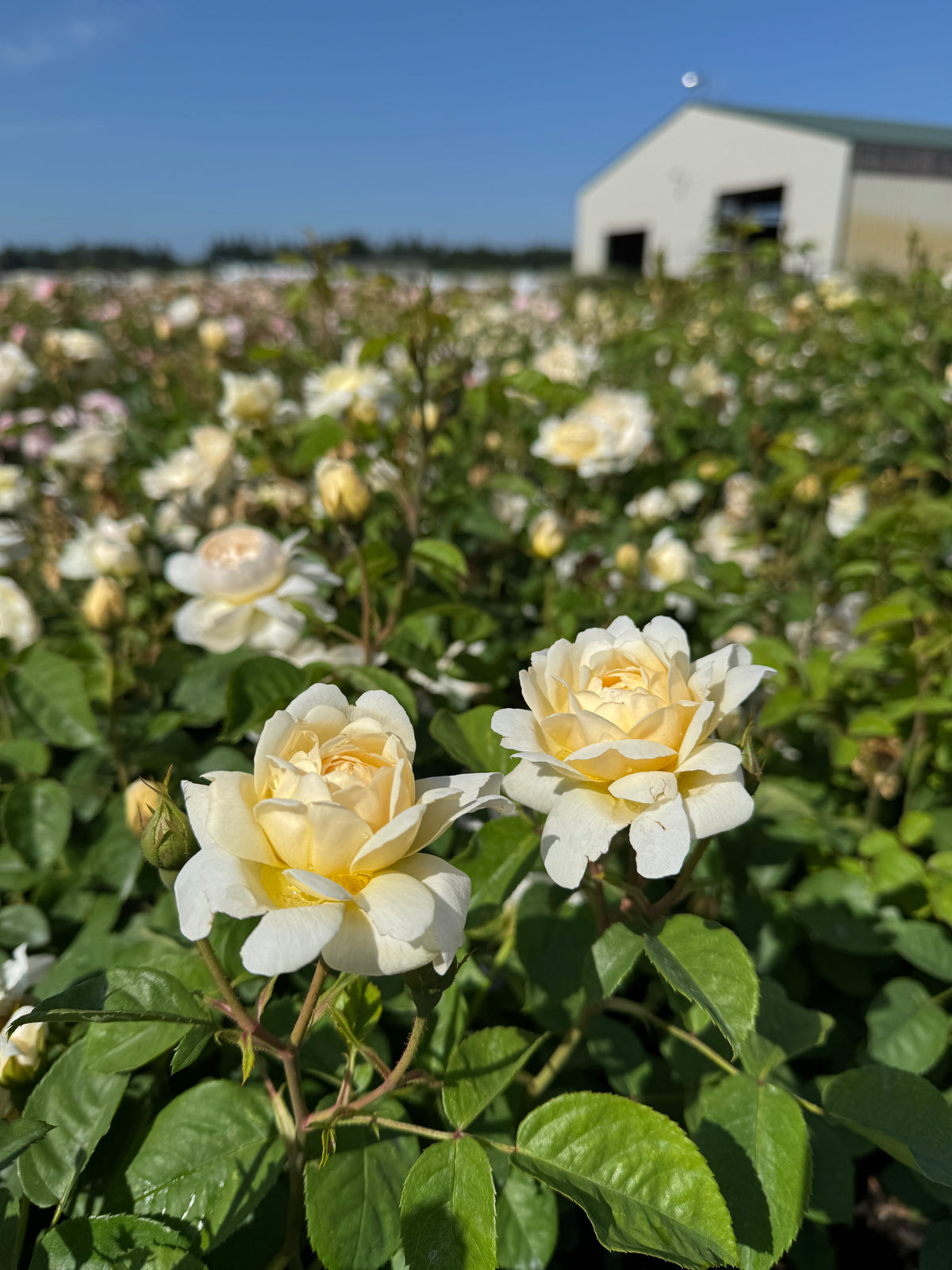 Rosa David Austin® _Nye Bevan_ (yellow).JPG