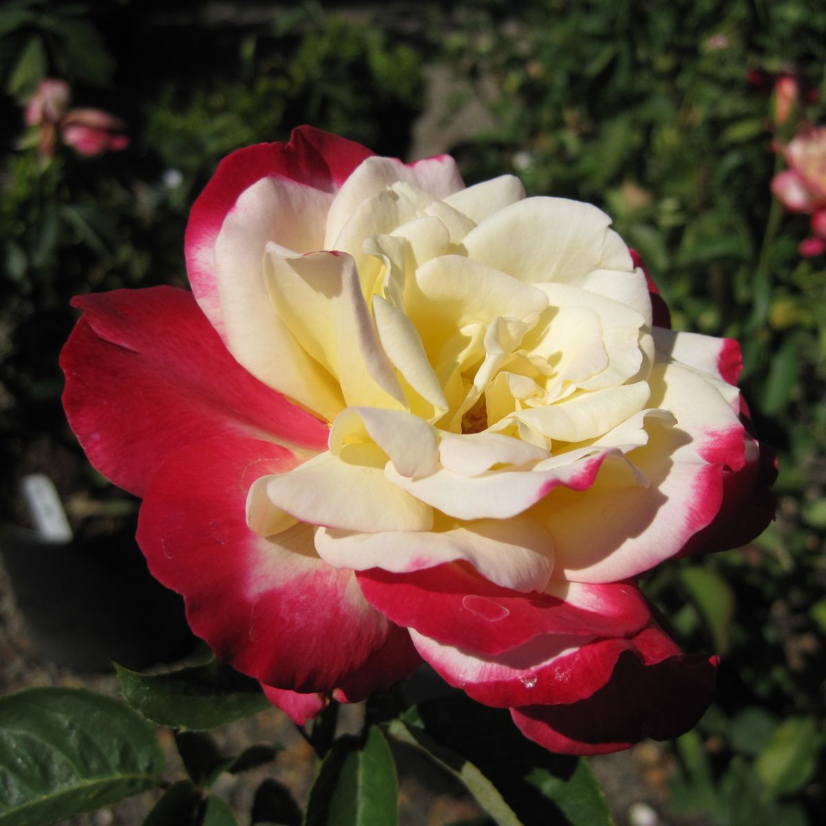 Rosa ht. 'Double Delight' (cream/red)