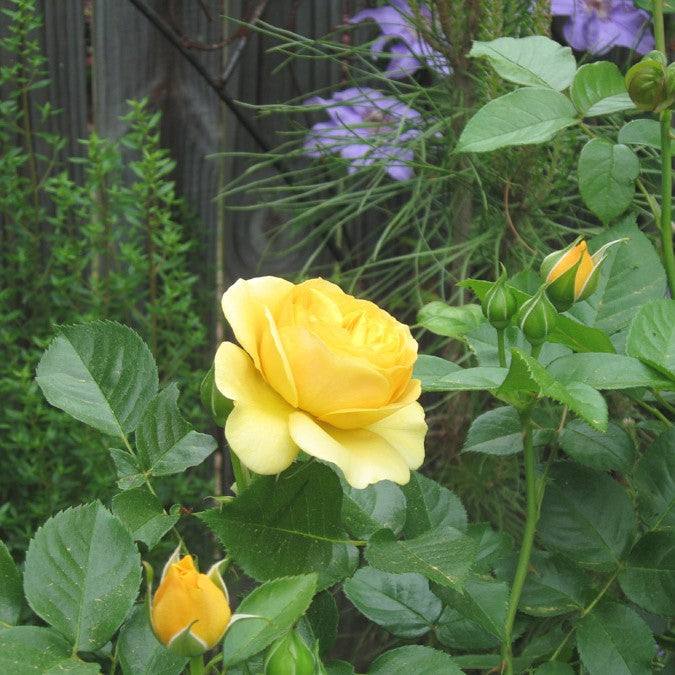 Rosa flor. 'Julia Child' ™ PP18473 (yellow)