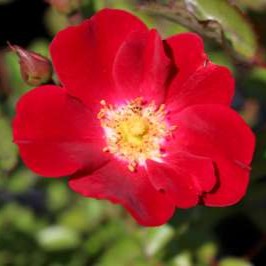 Rosa gc. RED MEIDILAND® (red)