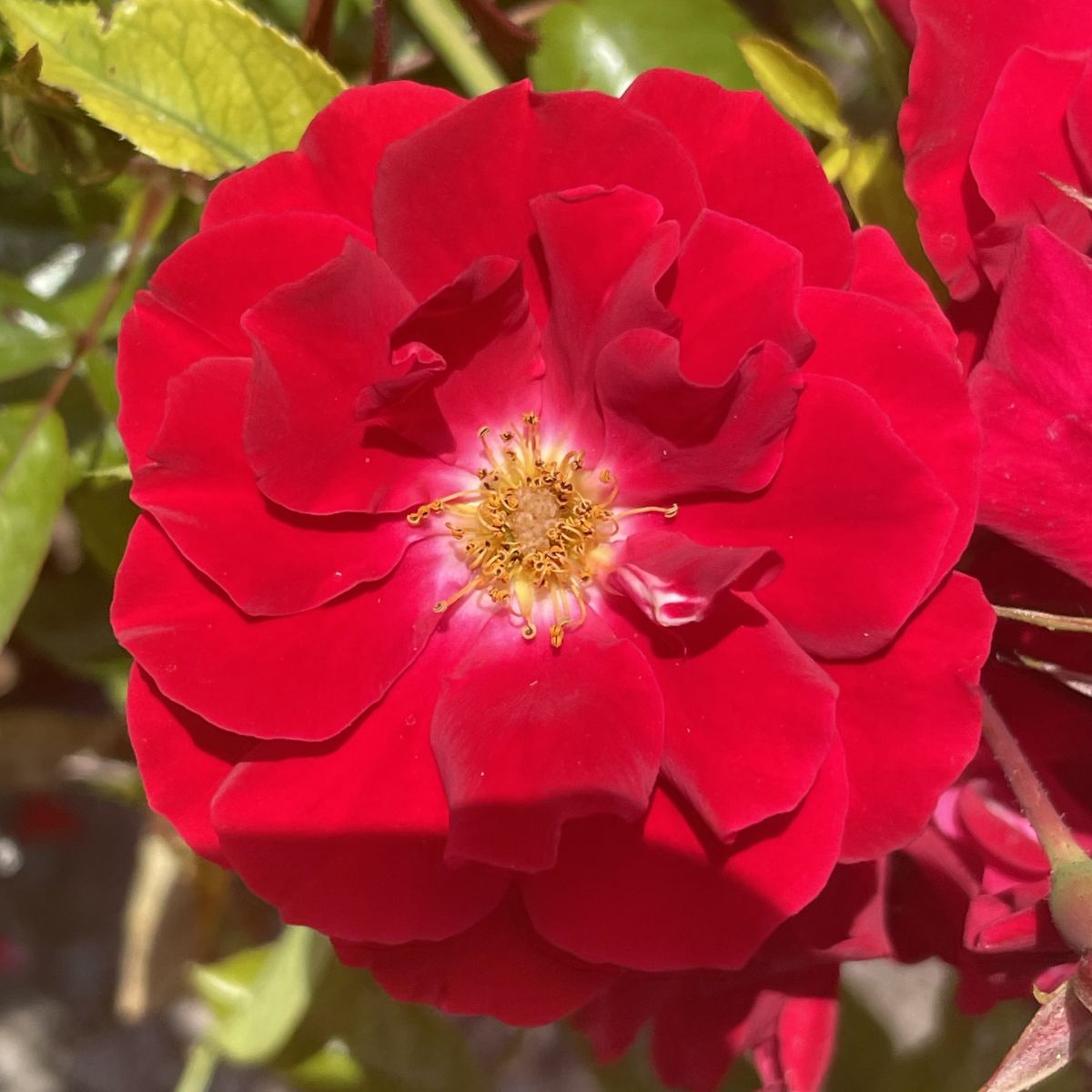 Rosa gc. 'Red Ribbons'® PP9115 (red)