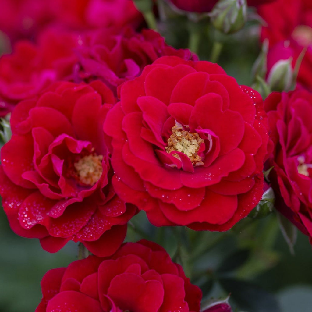 Rosa climb. CHERRY FROST™ (red) PP31286
