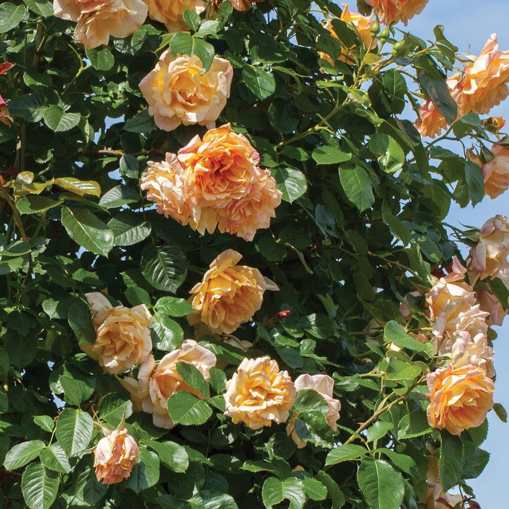 Rosa climb. GARDEN SUN™ (orange)