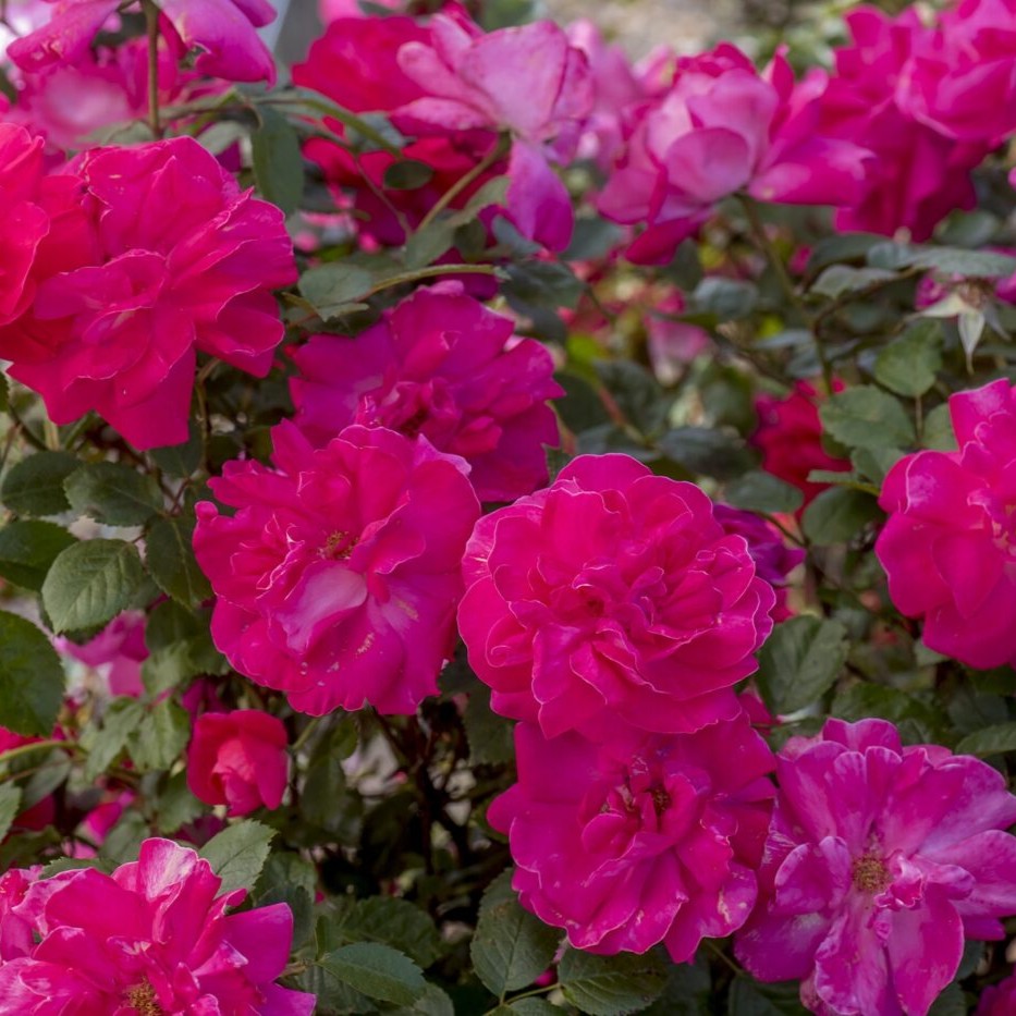 Rosa climb. HIGHWIRE FLYER™ PPAF (pink)