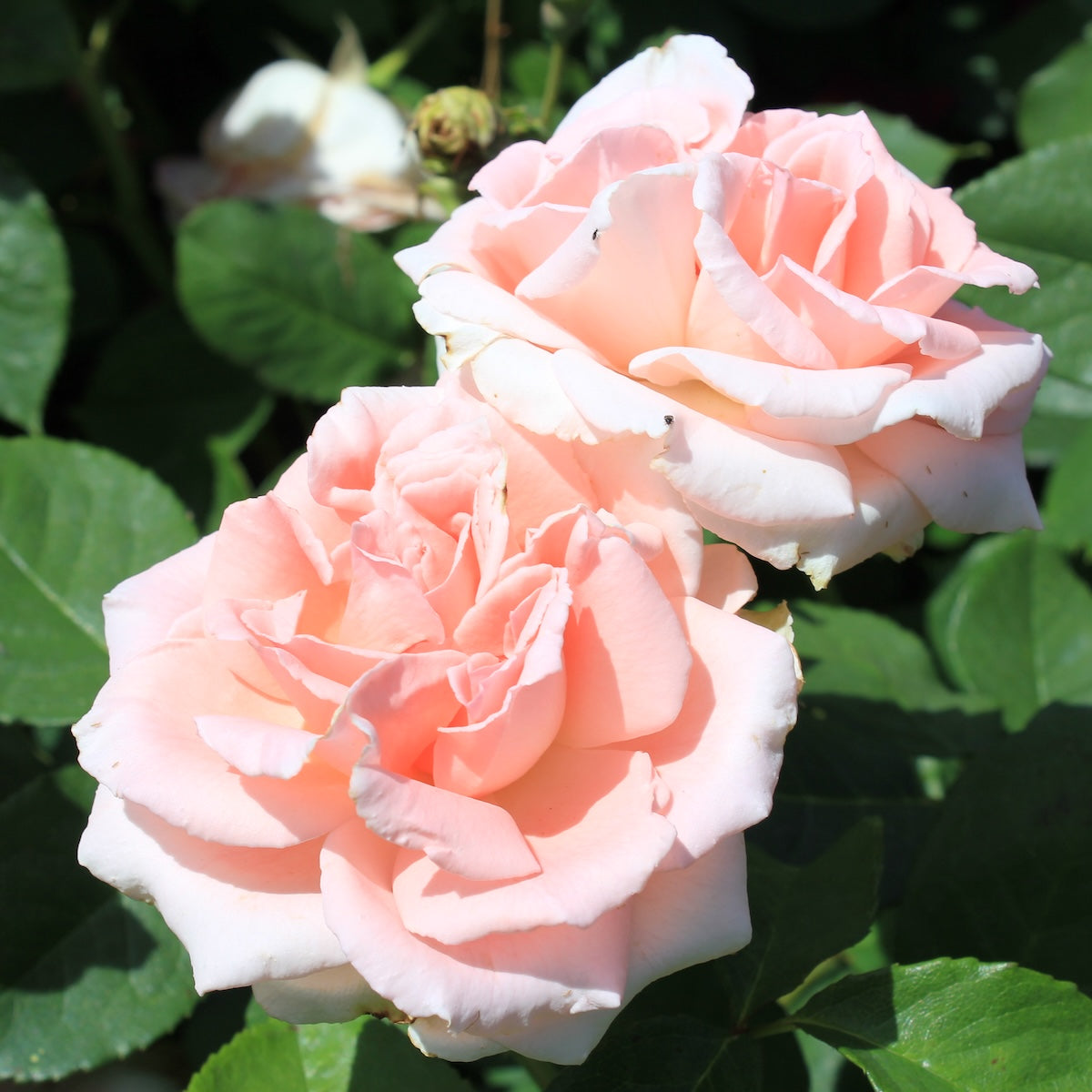 Rosa climb. PEARLY GATES™ PP10640 (pink)