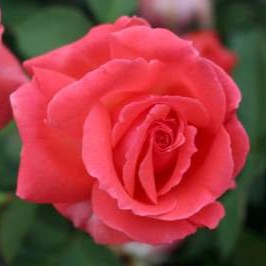 Rosa climb. 'America' (coral pink)
