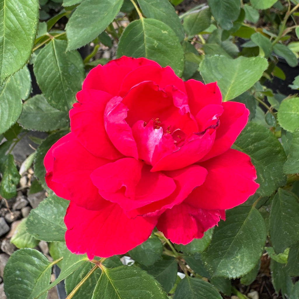 Rosa climb. 'Blaze Improved' (red)