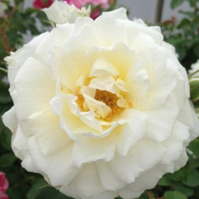 Rosa climb. 'Cloud 10' ™ (white)