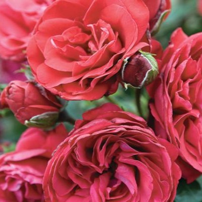 Rosa climb. 'Crimson Sky' ™ PP18564 (red)