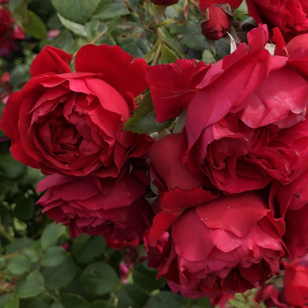 Rosa climb. 'Florentina' ™ Arborose® PP24196 (red)