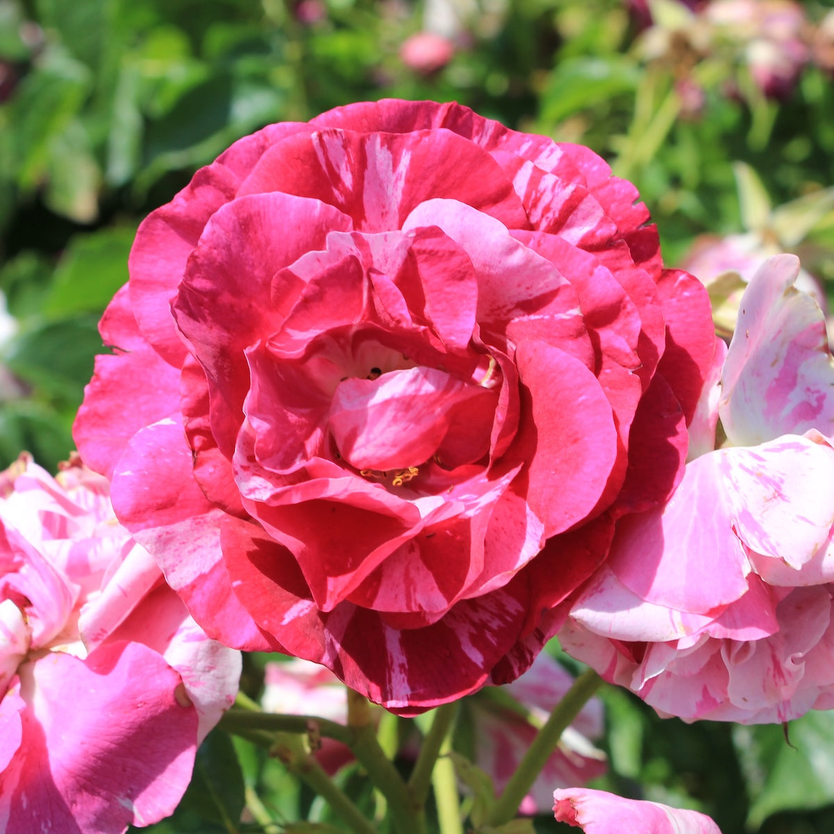 Rosa climb. 'Fly So High'™ PPAF (pink-white)