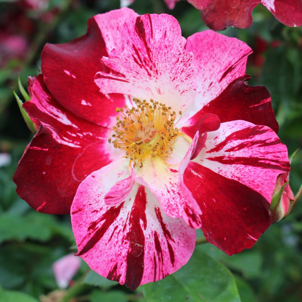 Rosa climb. 'Fourth Of July' ™ PP11518 (red/white)