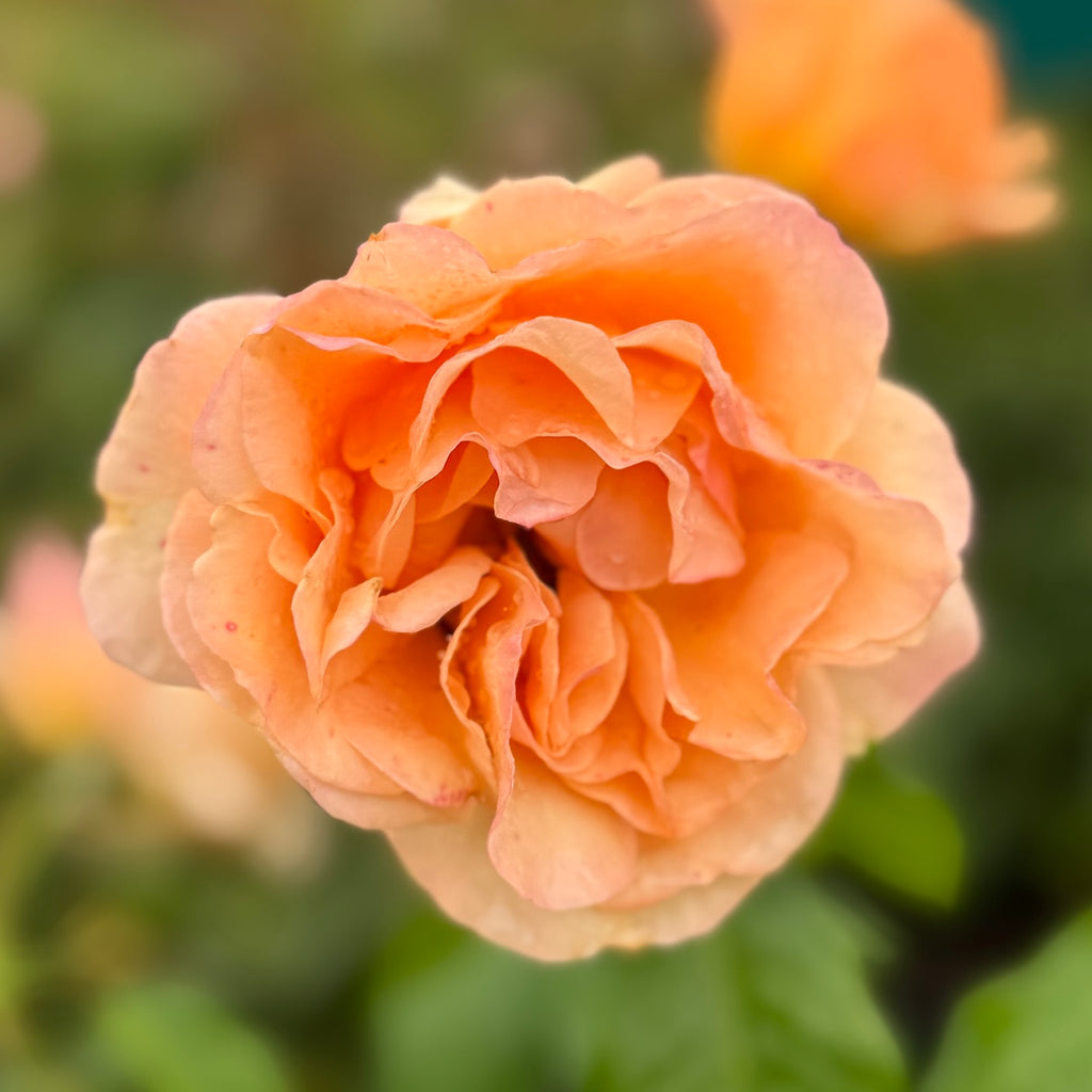 Rosa cl. 'Golden Opportunity' ™ (orange)