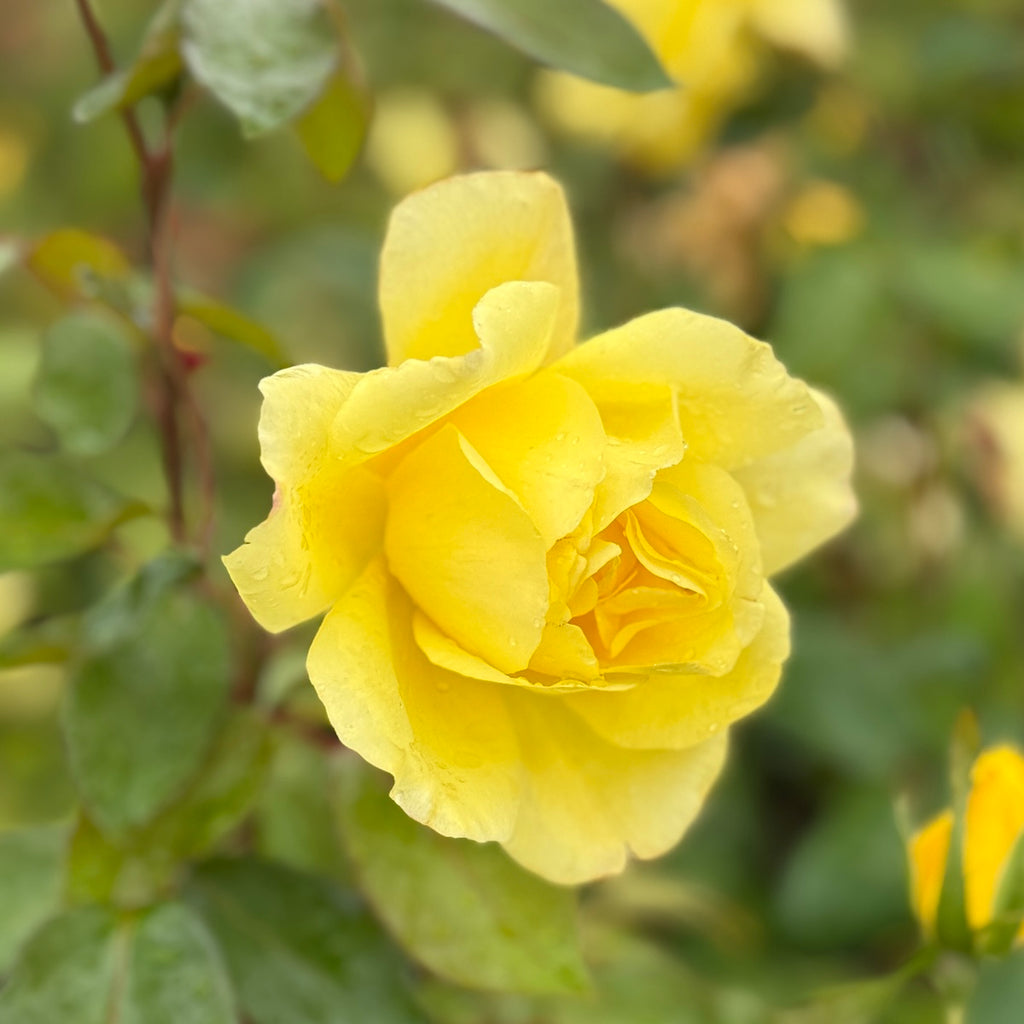 Rosa climb. 'Golden Showers' (yellow)