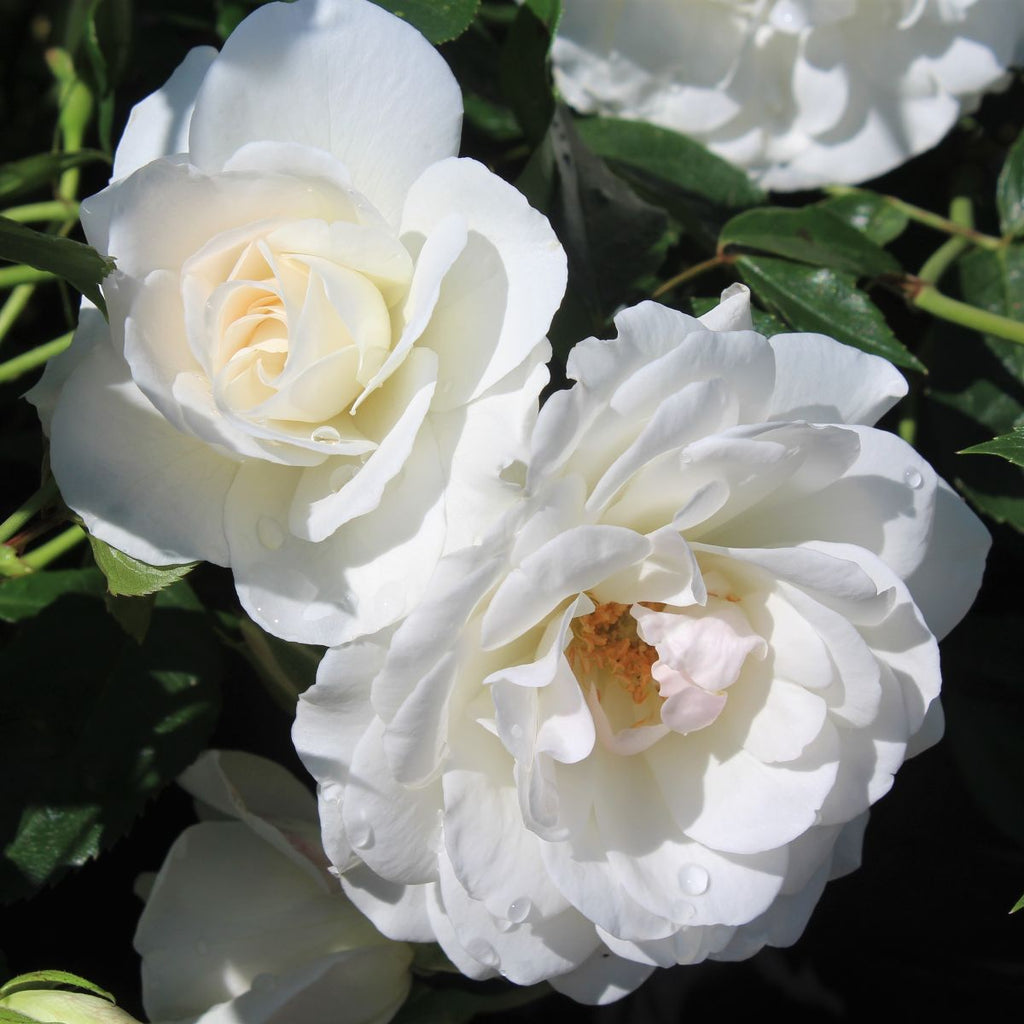 Rosa climb. 'Iceberg' (white), Espalier