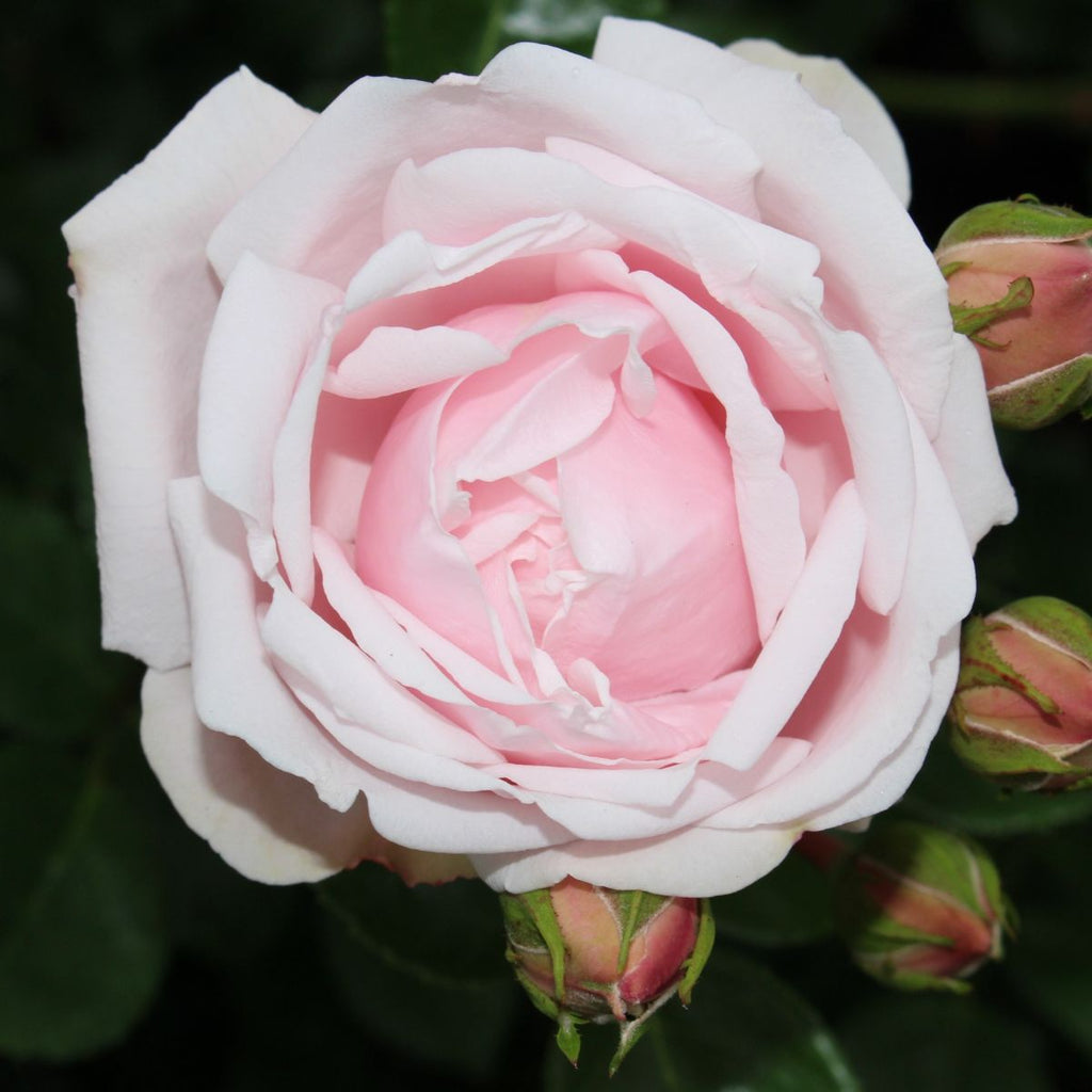 Rosa climb. 'New Dawn' (pink)