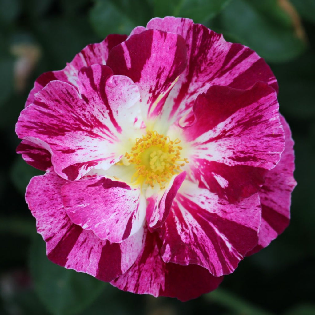 Rosa climb. 'Purple Splash' ™PPAF (purple/white)