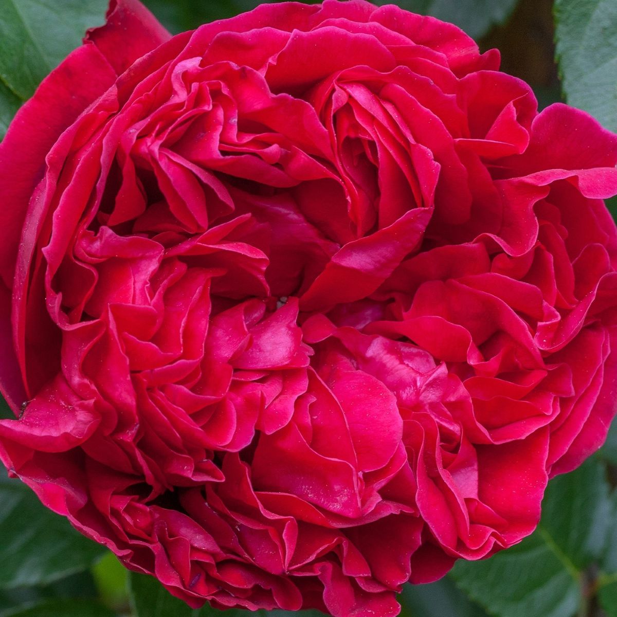 Rosa climb. 'RED EDEN CLIMBER'® PP15052 (crimson red)