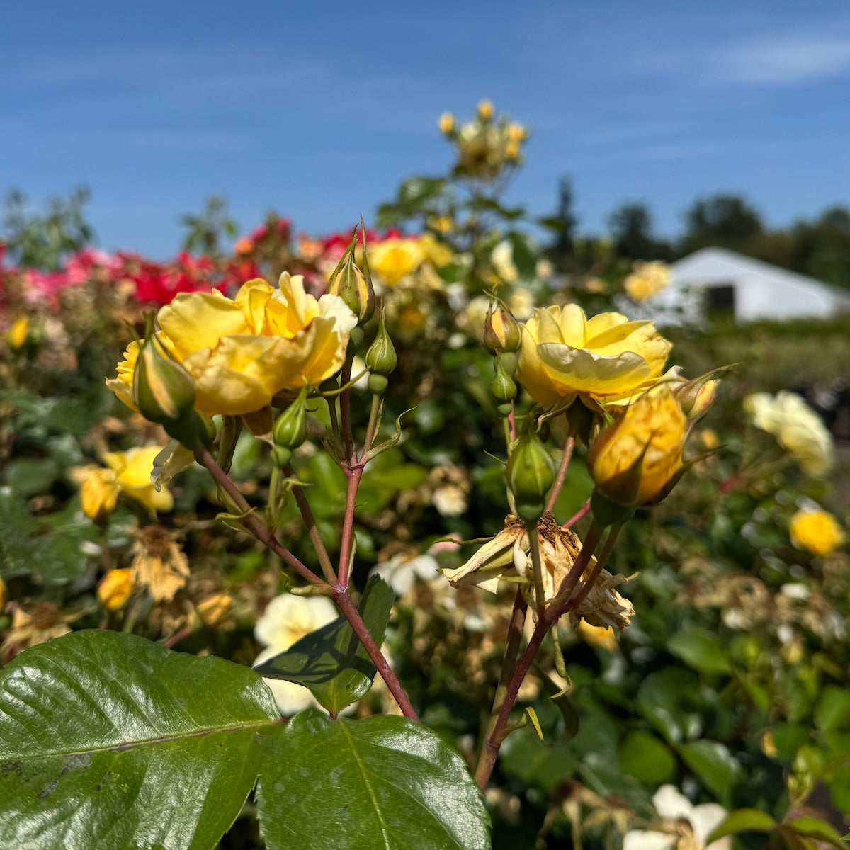 Rosa climb. 'Sky's The Limit™'