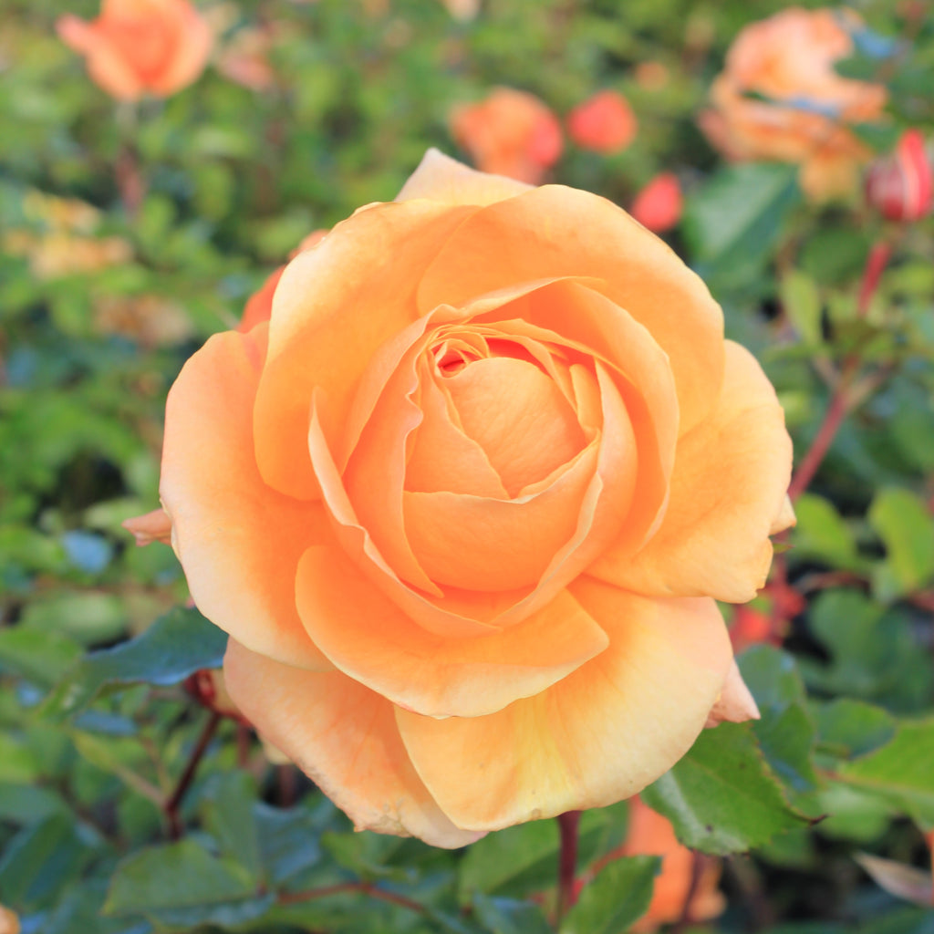 Rosa climb. 'Tangerine Skies' ™ Arborose® PPAF (orange)
