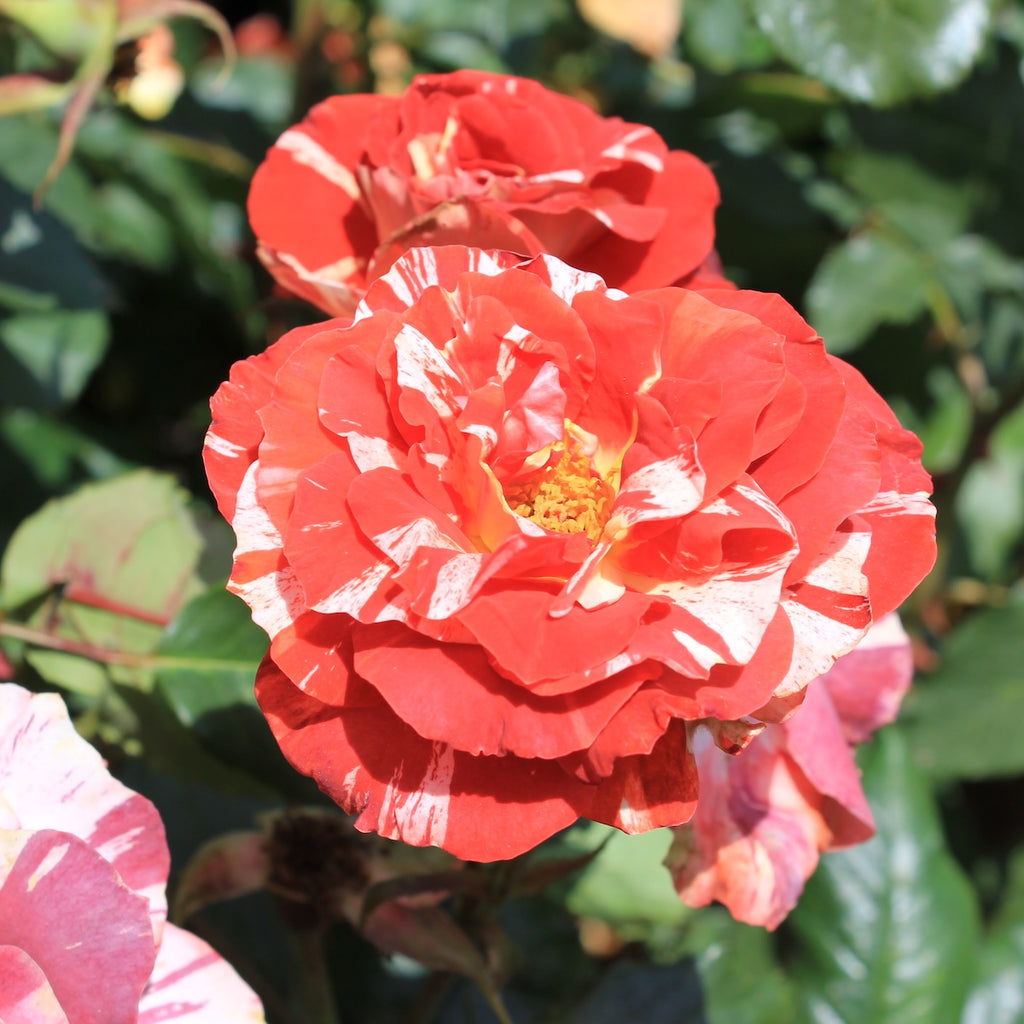 Rosa climb. 'Tropical Lightning' PPAF (orange)