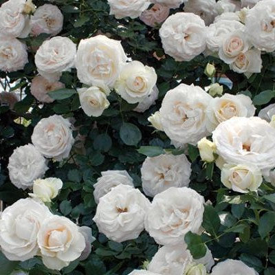 Rosa climb. WHITE EDEN CLIMBER® PP16739 (white)
