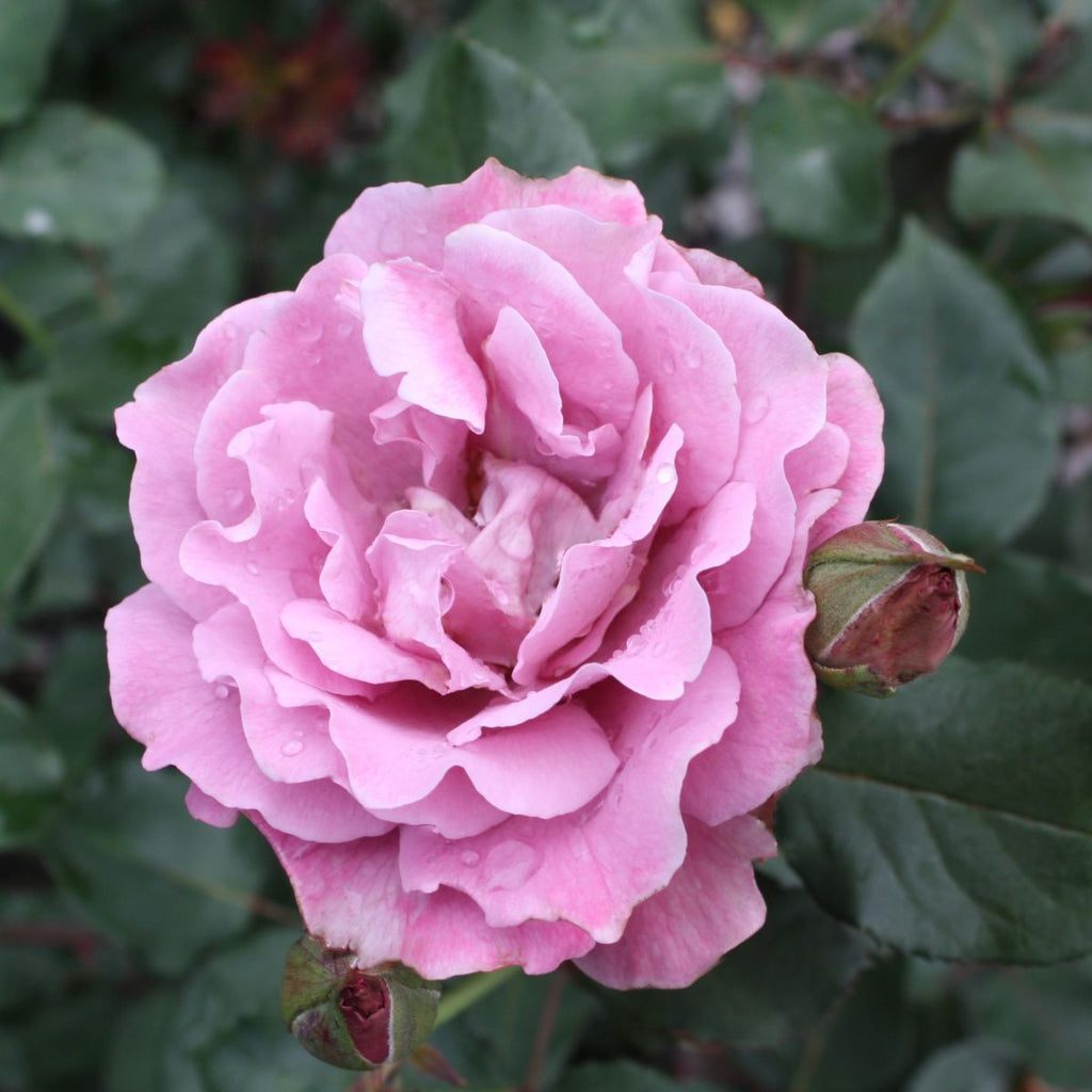 Rosa flor. 'Angel Face' (lavender)