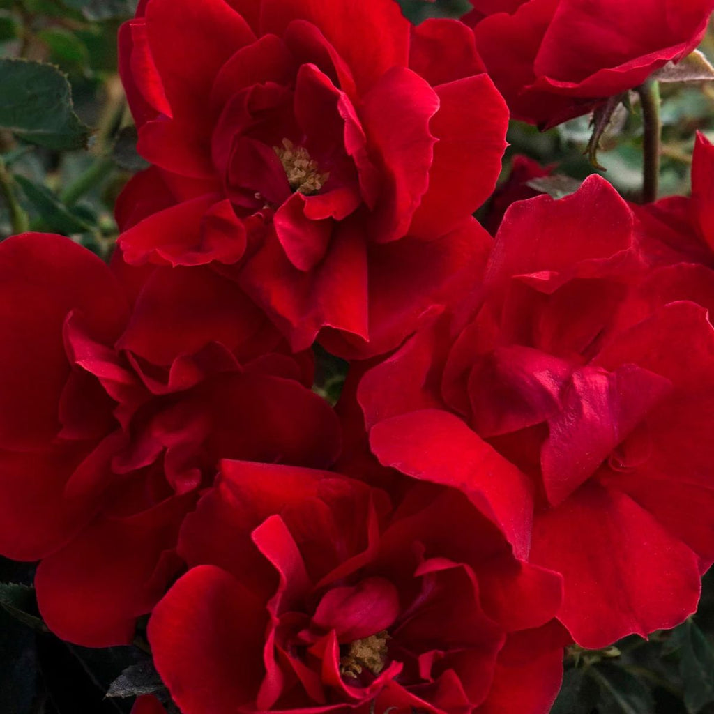 Rosa flor. BRICK HOUSE™ PPAF (red)