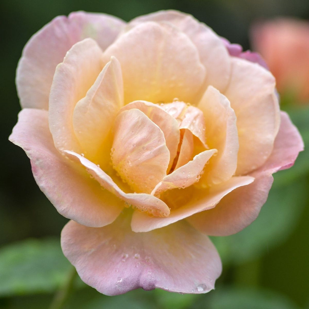 Rosa flor. BRIGHT & SHINY' ™ (pink/apricot) PPAF