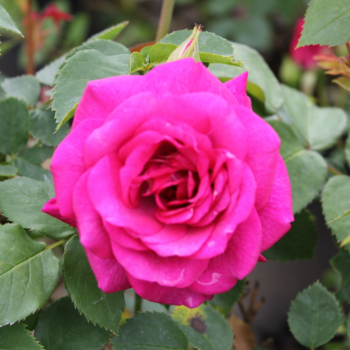 Rosa flor. Life's Little Pleasures™ (lavender/pink)
