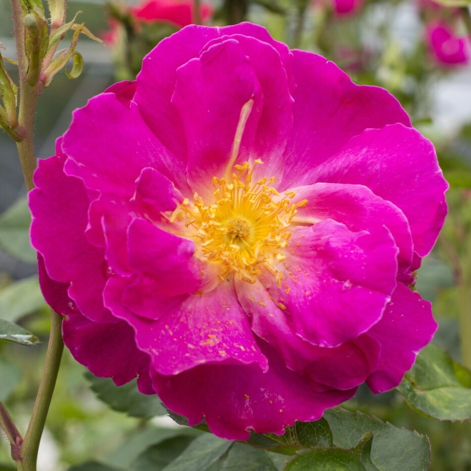 Rosa flor. Shining Moment™ PP28993 (pink)
