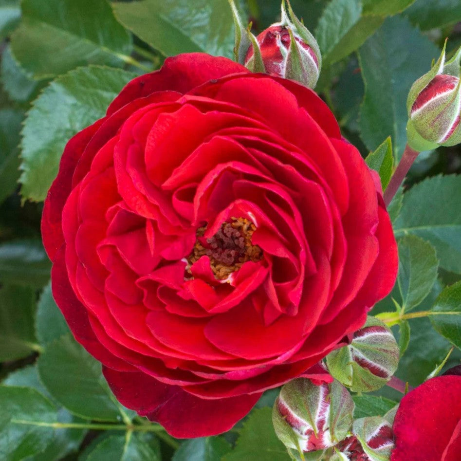 Rosa flor. Canyon Road™ PP28541 (red)