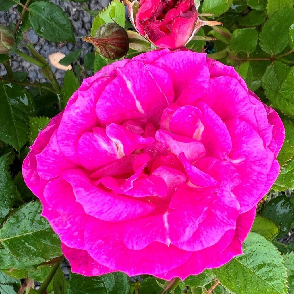 Rosa flor. 'Easy To Please' ™ PPAF (pink)