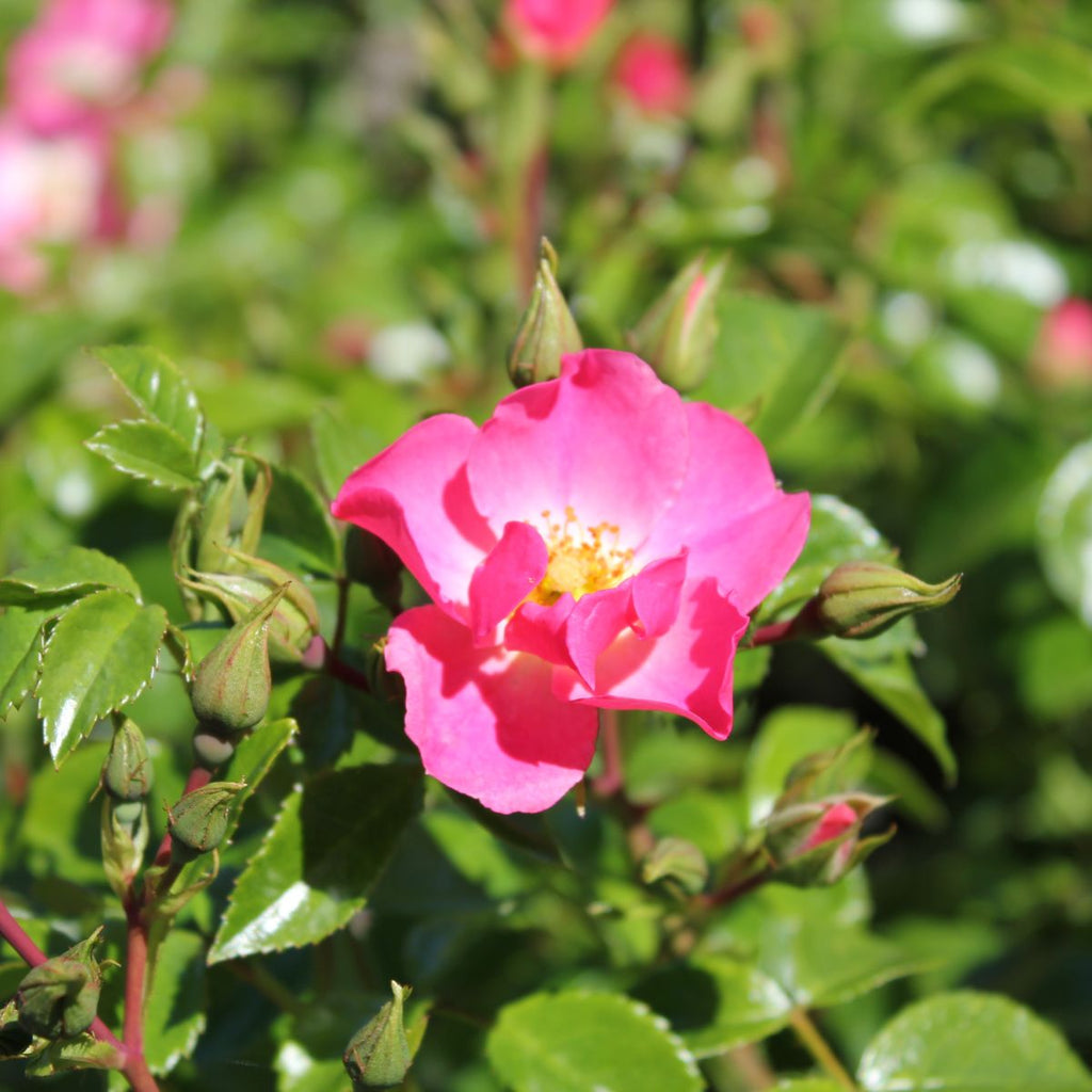 Rosa flor. 'Forever & Ever'® (pink)