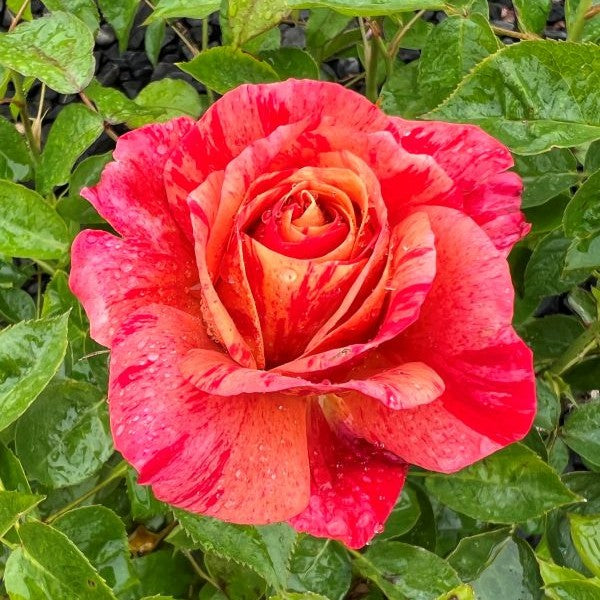 Rosa flor. 'Frida Kahlo'® (pink)