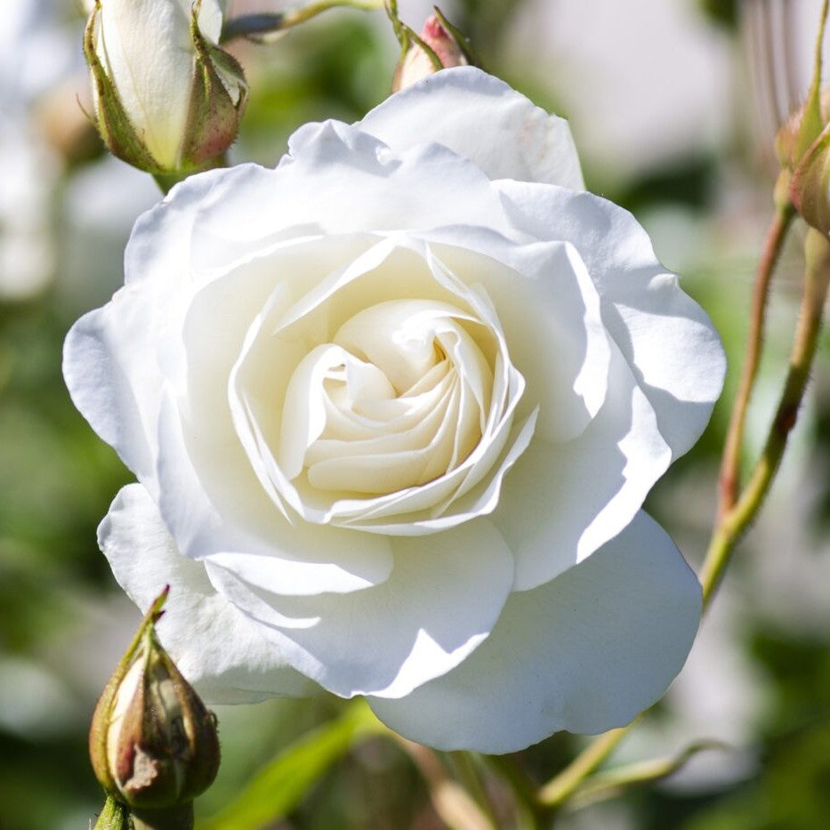 Rosa flor. 'Iceberg' (white)