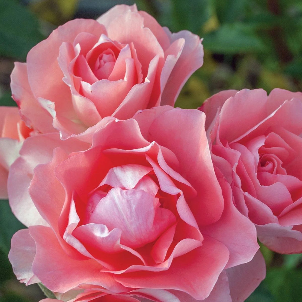 Rosa flor. 'Passionate Kisses' ™ (pink)