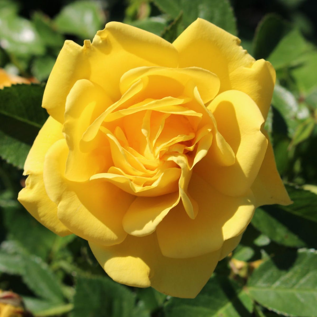 Rosa flor. 'Shockwave' ™ PP21531 (yellow)