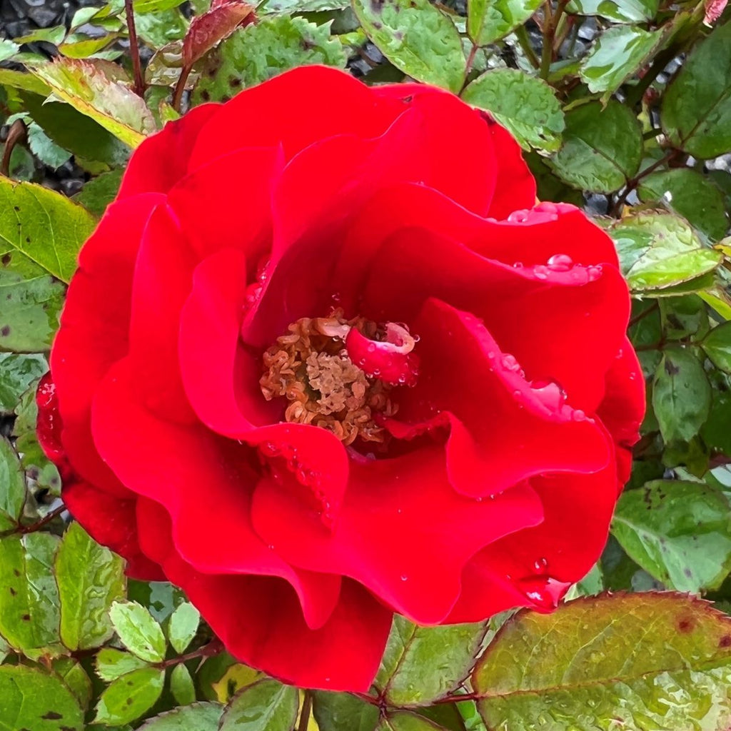 Rosa flor. 'Showbiz' (red)